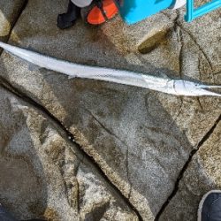 ヒラマサバラシ‥