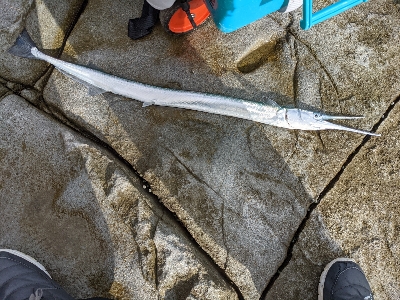 ヒラマサバラシ‥