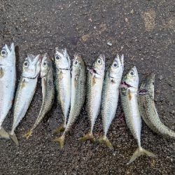 ショアジギング