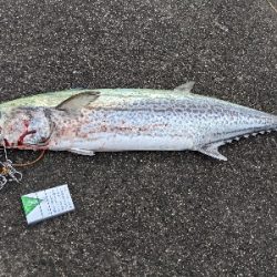 自己ベスト更新７．１キロサワラ