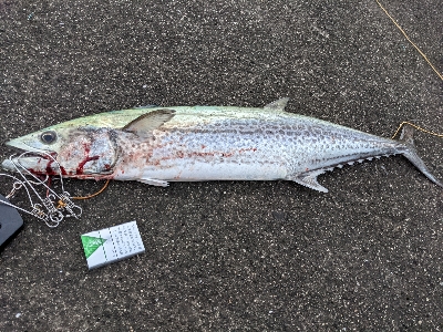 自己ベスト更新７．１キロサワラ