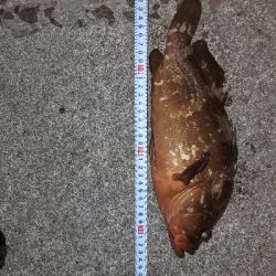 キジハタ35cm出ました