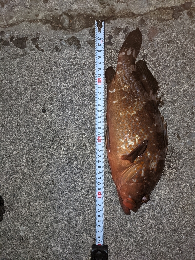 キジハタ35cm出ました