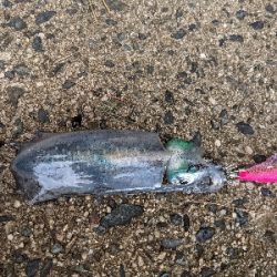 夕マズメエギング