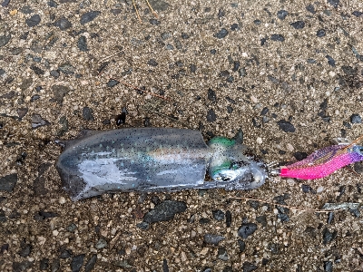 夕マズメエギング