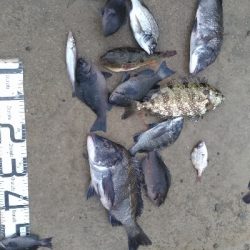 9/12釣果 秋のハイシーズン突入ですね