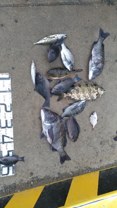 9/12釣果　秋のハイシーズン突入ですね