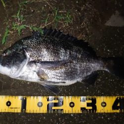 シーバス狙いが…