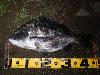 シーバス狙いが…