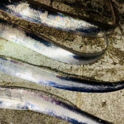 タチウオシーズン開幕