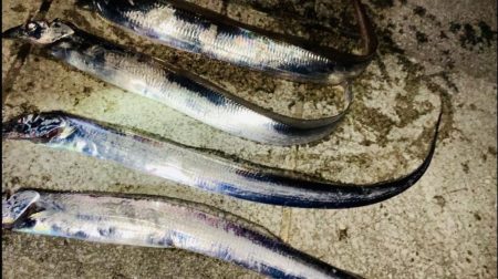 タチウオシーズン開幕