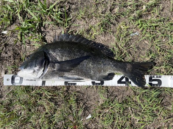 イチノ兄弟、釣果！