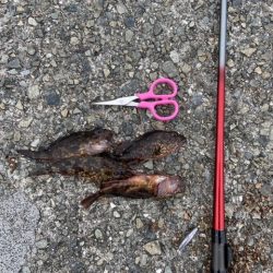 なんとかガシラ