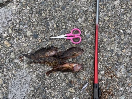 なんとかガシラ