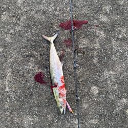 デカイのフッキングしなかった。