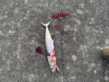 デカイのフッキングしなかった。