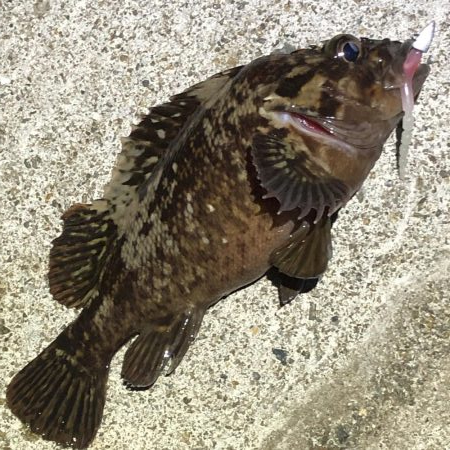 久しぶりの釣行