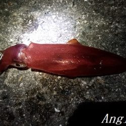 ケンサキイカエギング！