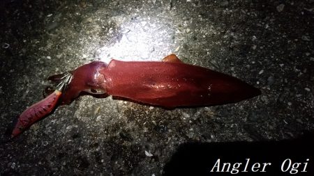 ケンサキイカエギング！