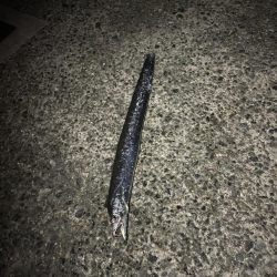 今年初太刀魚。