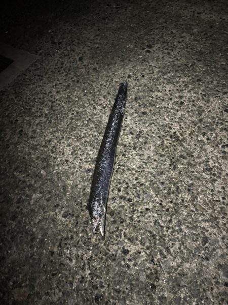 今年初太刀魚。