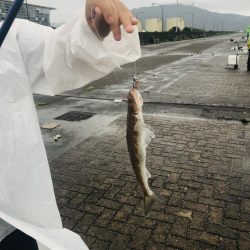 日本海キス釣り