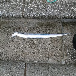 タチウオ小さい