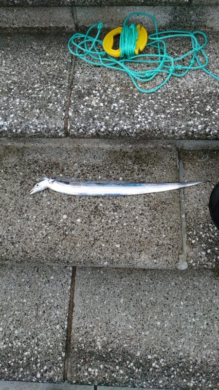 タチウオ小さい