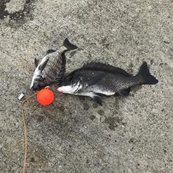 南港ヘチ釣り　9/26