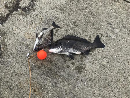 南港ヘチ釣り　9/26