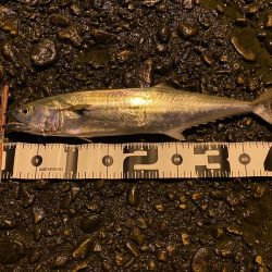 本命では無いですが