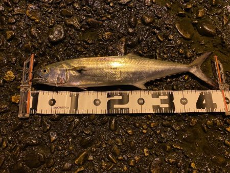 本命では無いですが