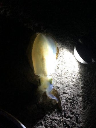 初ナイトエギング