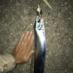 良型太刀魚、青物ボウズ