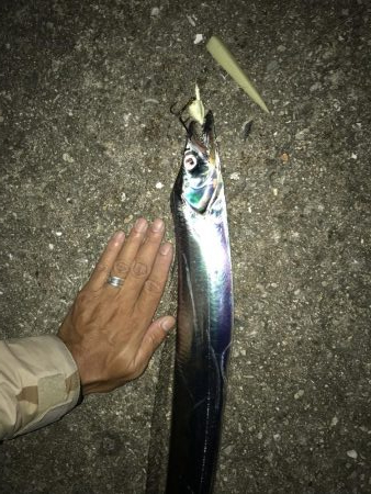 良型太刀魚、青物ボウズ