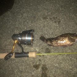 ガシラ請負いました。