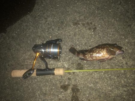 ガシラ請負いました。