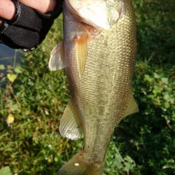 久しぶりの晴れ天気で5尾ゲット！