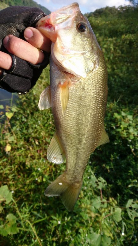 久しぶりの晴れ天気で5尾ゲット！