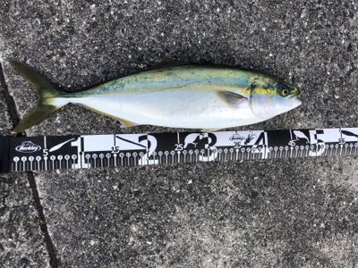 青物釣れだしてます