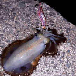 今年初エギング