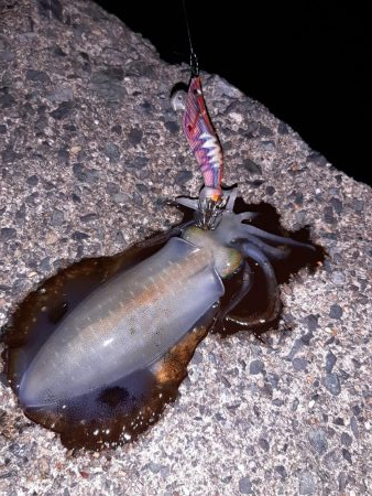 今年初エギング