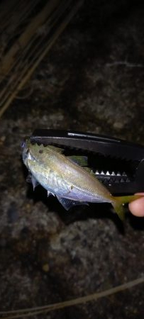 ONOKOROはサバ地獄