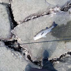 シーバス　釣れてます