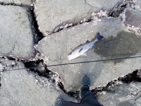 シーバス　釣れてます