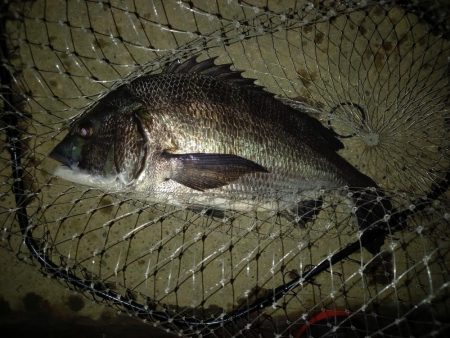 透明度は高いが