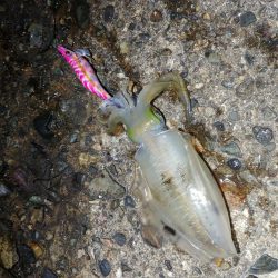 トンカツまでもう少し