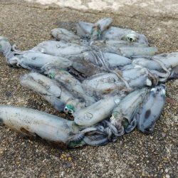 アオリイカ大爆釣