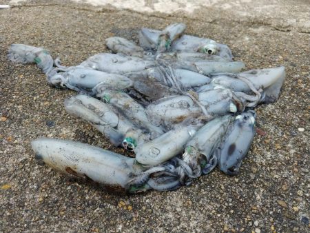 アオリイカ大爆釣