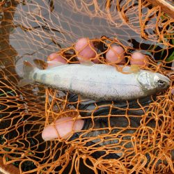 久々にデカイの出たが、、、